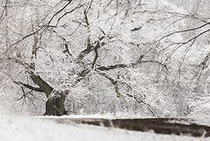 Wojciech Kapuściński, Fotografia, Galeria, Zdjęcia 